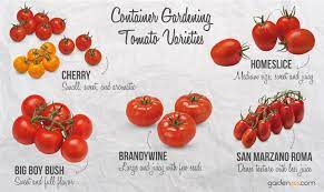 Growing Tomatoes In Pots And Containers