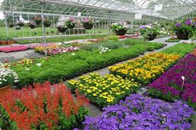 wide range of bedding plants from