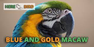 blue and gold macaw care s