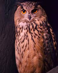 Owls are hooting interesting pets to keep, but is it legal to have an exotic pet like these birds? How To Attract Owls To Your Yard Hgtv