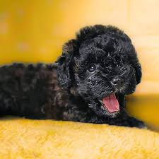 poodle puppies available in