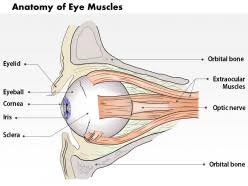 0514 anatomy of eye muscles cal