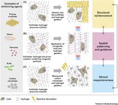hybrid systems in tissue engineering