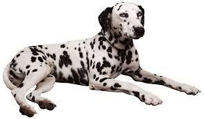 Image result for dalmatian