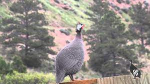 .html go to for more guinea fowl information including photos, diet, feeds, illnesses, health, care. Male Guinea Fowl Sounds Calls Youtube
