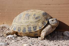 Russian Tortoise Care Tips