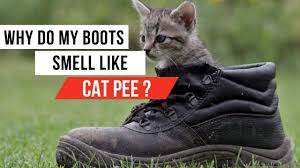 why do my work boots smell like cat