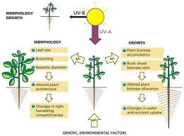 Check spelling or type a new query. Do Plants Need Uv And Infrared Light To Grow Quora