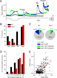Trpa1 Dependent Cold Responses In Tg Neurons A