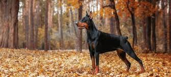 doberman pinscher dog breed nylabone