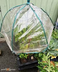 Seed Starting In Mini Greenhouses