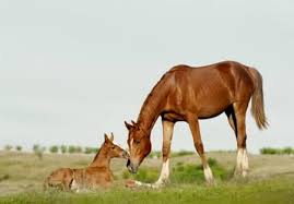 pregnant horse nutrition from