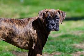 the miniature boxer the pros and cons