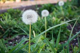 clover dandelions and lawn weeds
