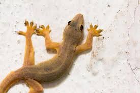get rid of lizards from the house or garden