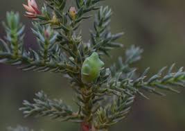 juniperus squamata eflora of india