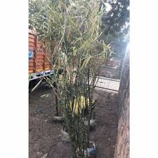 Well Watered Green Bamboo Plant For
