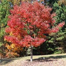 Japanese Red Maple Acer Palmatum