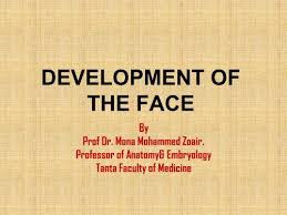 development of the face pdf