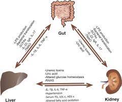 the gut liver kidney axis novel