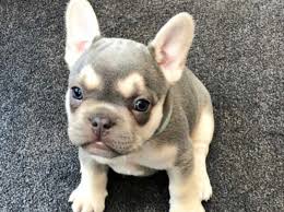 Who can resist the temptation to adopt a puppy that is as cute as a french bulldog! Kc Reg Lilac And Tan French Bulldog Puppies In Derbyshire On Freeads Classifieds French Bulldogs Classifieds