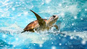 turtle wallpapers hd high resolution