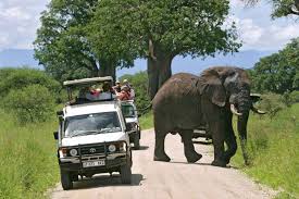 Kubwa Five Safaris Limited reviews, tours, photos