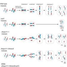 pdf turning meiosis into mitosis