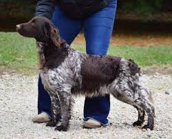 march 24 small munsterlander puppies