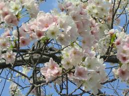 「桜」の画像検索結果