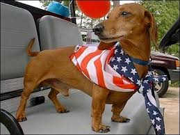 Image result for presidents day dachshunds