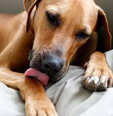 why do dogs lick their feet vetscoop