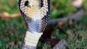 why does a cobra have a hood sciencing