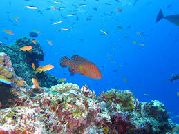 Diving Baa Atoll Raa Atoll