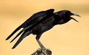 Image result for crow