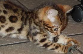 There are 6016 tabby kittens for sale on etsy, and they cost $11.90 on average. Pin On Animals 3