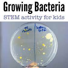growing bacteria in a petri dish stem