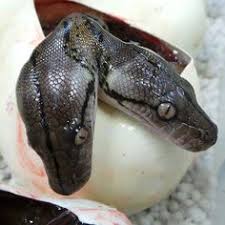 Image result for seven snakes: steven Jarrot