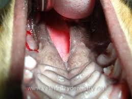 cleft palate repair in dog cleft