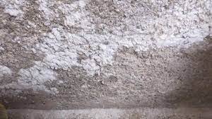 cleaning mold off concrete basement