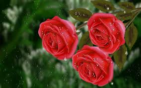 flowers rain drops roses water red free