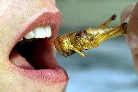 Εκτρέφετε και τρώτε έντομα… είναι νοστιμότατα και θρεπτικά» - Newsbeast