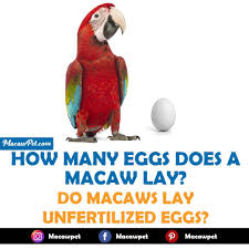 macaw egg laying hatching period