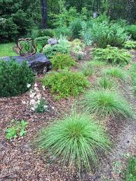 Gardening With Deer Catskill Native