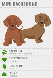 miniature dachshund breed info