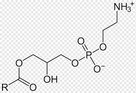 chemical structure biochemistry lipid