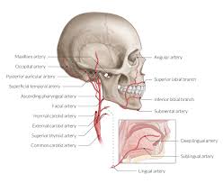The exam generally includes listening for a swooshing sound (bruit) over the carotid artery in your neck, a sound that's characteristic of a narrowed artery. Overview Of The Head And Neck Region Amboss