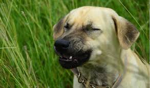 Changes in the mouth are also on the list of signs of dog. Sneezing And Nasal Discharge In Dogs Petcoach
