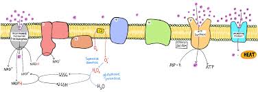 Aerobic respiration takes place in the presence of oxygen, produces a large amount of energy. Cellular Respiration Accessscience From Mcgraw Hill Education