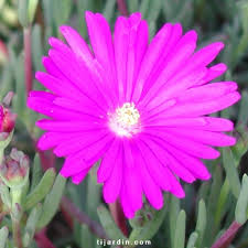 Lamprathus à petites fleurs : gamme de Ficoïdes colorés - Tijardin